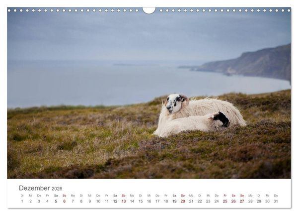 Produktbild: Schafe - Weich und wollig (Wandkalender 2026 DIN A3 quer), CALVENDO Monatskalender