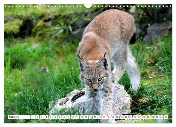 Produktbild: Der Luchs - Der J&auml;ger auf leisen Pfoten (Wandkalender 2026 DIN A3 quer), CALVENDO Monatskalender