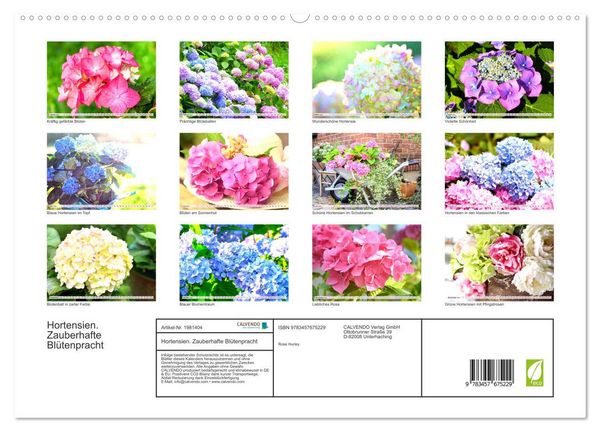 Produktbild: Hortensien. Zauberhafte Bl&uuml;tenpracht (hochwertiger Premium Wandkalender 2026 DIN A2 quer), Kunstdruck in Hochglanz