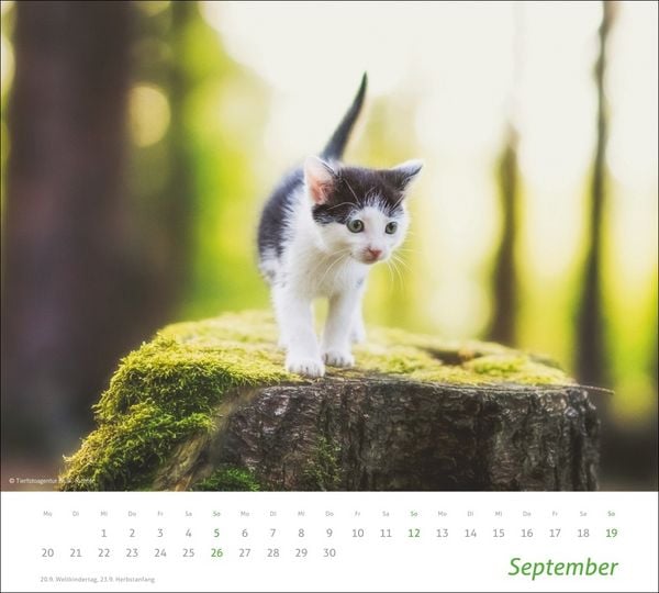 Produktbild: times&more Katzen Bildkalender 2027