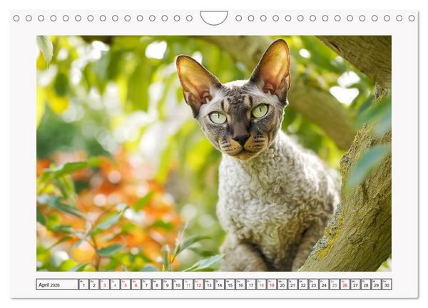 Produktbild: Cornish Rex Katzen. Ein Hauch von Extravaganz mit Locken und Charakter (Wandkalender 2026 DIN A4 quer), CALVENDO Monatskalender