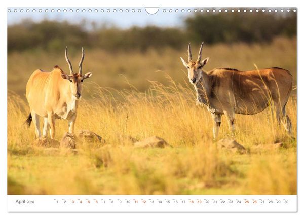 Produktbild: Safari Kenia (Wandkalender 2026 DIN A3 quer), CALVENDO Monatskalender
