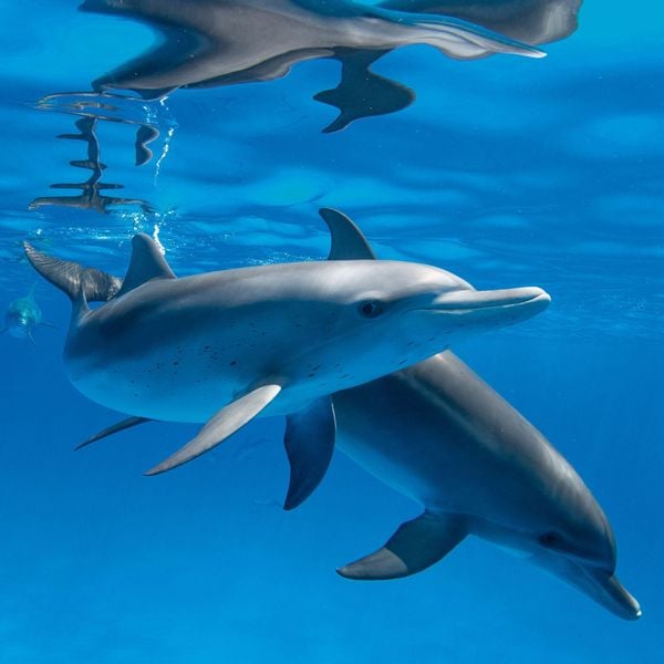 Produktbild: Delfine / Dolphins 2027