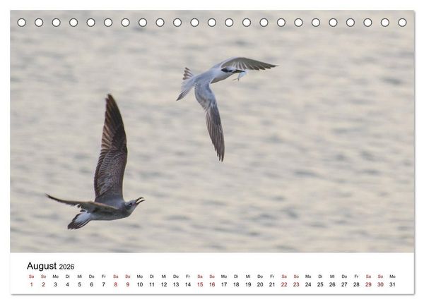 Produktbild: M&ouml;wen am Meer (Tischkalender 2026 DIN A5 quer), CALVENDO Monatskalender