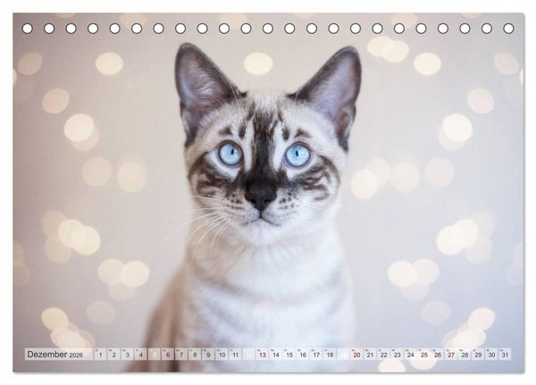 Produktbild: Wildes Wohnzimmer - Die Bengalkatze (Tischkalender 2026 DIN A5 quer), CALVENDO Monatskalender