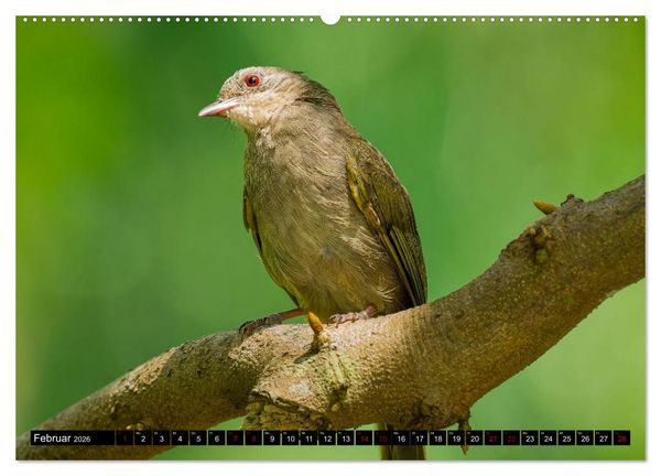 Produktbild: Singapurs Tierwelt (Wandkalender 2026 DIN A2 quer), CALVENDO Monatskalender