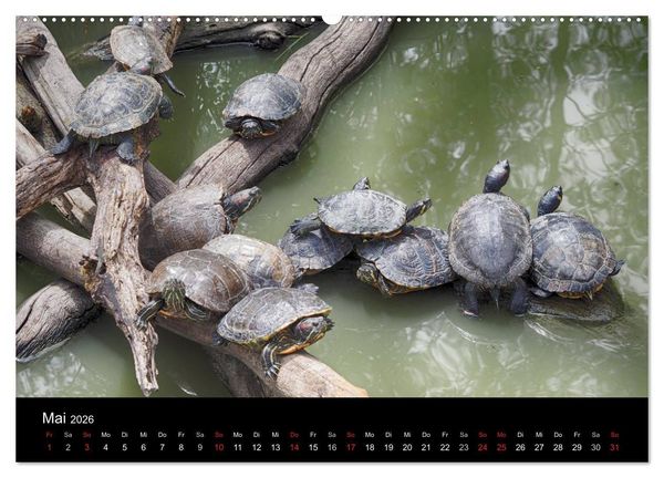 Produktbild: Wasserschildkr&ouml;ten (Wandkalender 2026 DIN A2 quer), CALVENDO Monatskalender