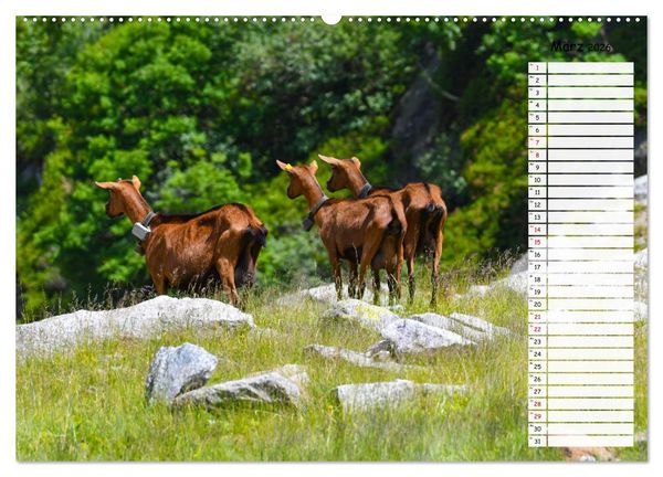 Produktbild: Ziegenfreude (hochwertiger Premium Wandkalender 2026 DIN A2 quer), Kunstdruck in Hochglanz