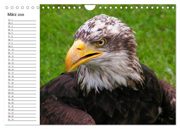 Produktbild: Wei&szlig;kopfseeadler. Symbol der Freiheit (Wandkalender 2026 DIN A4 quer), CALVENDO Monatskalender