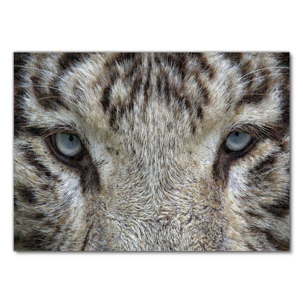 Produktbild: Lais Puzzle Wei&szlig;er Tiger 1000 Teile