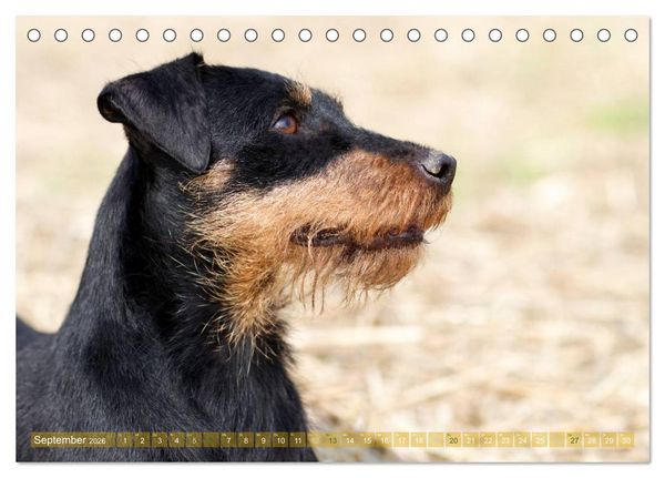 Produktbild: Faszination Terrier (Tischkalender 2026 DIN A5 quer), CALVENDO Monatskalender