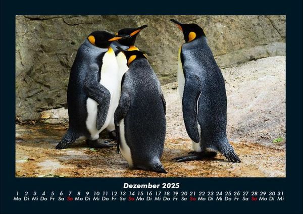 Produktbild: Pinguine & Eisb&auml;ren 2025 Fotokalender DIN A4