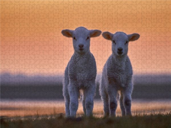 Produktbild: CALVENDO Puzzle Lamm-Zwillinge vor Abendhimmel | 1000 Teile Lege-Gr&ouml;&szlig;e 64x48cm Foto-Puzzle f&uuml;r gl&uuml;ckliche Stunden