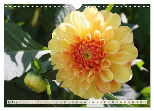 Produktbild: Fascinating Dahlias (Wall Calendar 2026 DIN A4 landscape), CALVENDO 12 Month Wall Calendar