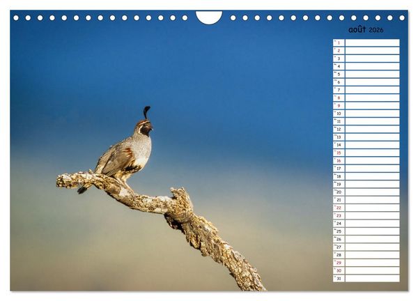 Produktbild: Arizona, une rencontre avec la nature (Calendrier mural 2026 DIN A4 vertical), CALVENDO calendrier mensuel