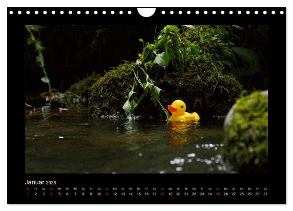 Produktbild: Enten-Rennen (Wandkalender 2026 DIN A4 quer), CALVENDO Monatskalender