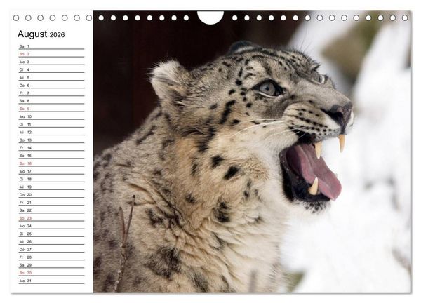 Produktbild: Leoparden. Elegante J&auml;ger (Wandkalender 2026 DIN A4 quer), CALVENDO Monatskalender