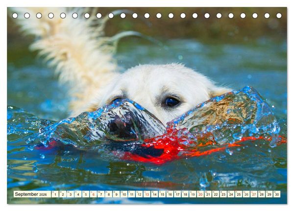 Produktbild: Golden Retriever - Freunde auf 4 Pfoten (Tischkalender 2026 DIN A5 quer), CALVENDO Monatskalender