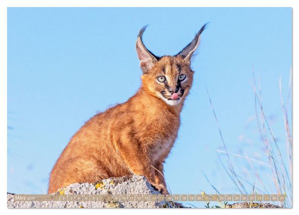 Produktbild: Raubkatzen: Geschmeidige J&auml;ger (hochwertiger Premium Wandkalender 2026 DIN A2 quer), Kunstdruck in Hochglanz