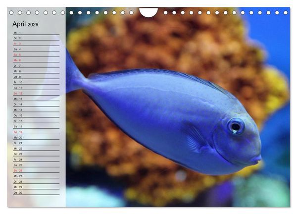 Produktbild: Paradiese im ewigen Blau. Die bunte Unterwasserwelt (Wandkalender 2026 DIN A4 quer), CALVENDO Monatskalender