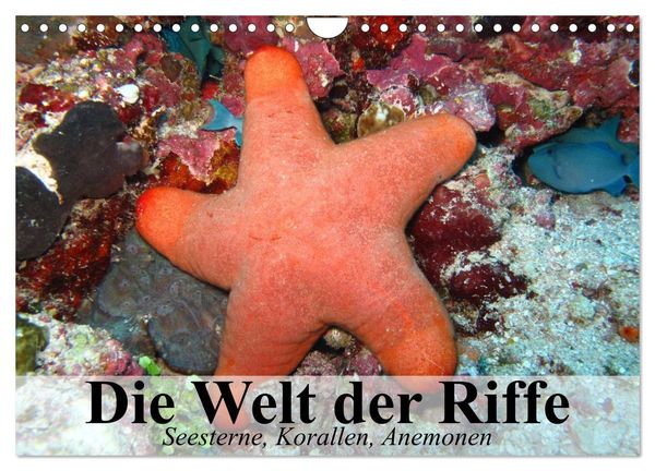 Die Welt der Riffe. Seesterne, Korallen, Anemonen (Wandkalender 2024 DIN A4 quer), CALVENDO Monatskalender