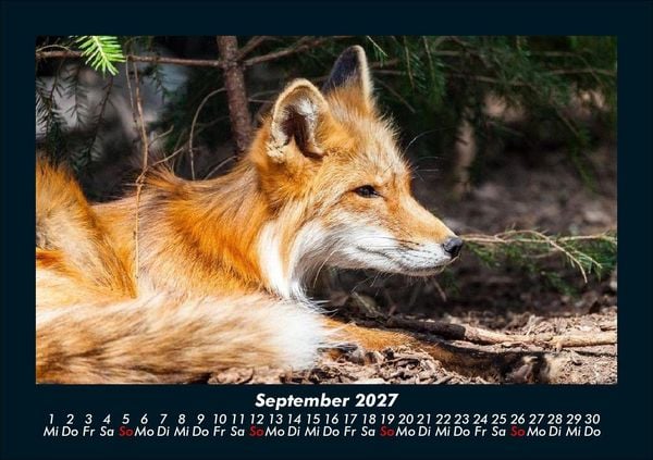 Produktbild: Waldbewohner 2027 Fotokalender DIN A5