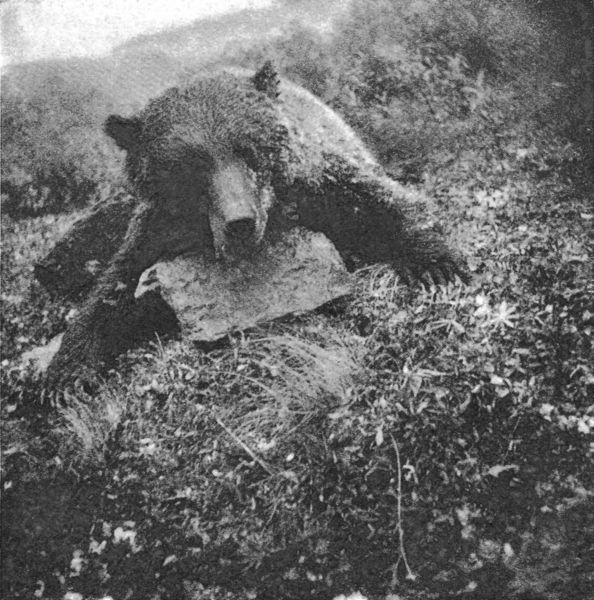 Produktbild: Jagdtage und Nordlichtn&auml;chte