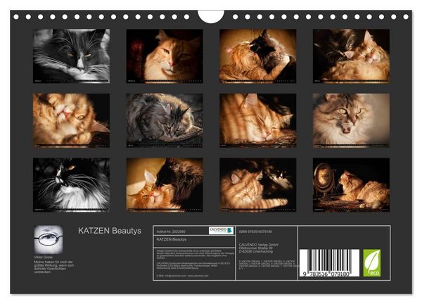 Produktbild: KATZEN Beautys (Wandkalender 2026 DIN A4 quer), CALVENDO Monatskalender
