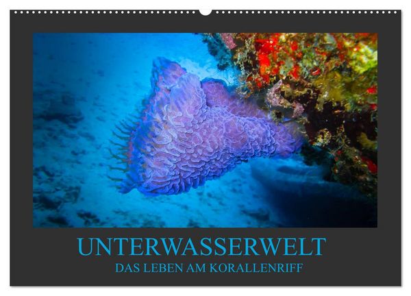 Produktbild: Unterwasserwelt - Das Leben am Korallenriff (Wandkalender 2026 DIN A2 quer), CALVENDO Monatskalender