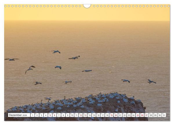 Produktbild: Basst&ouml;lpel - Helgolands faszinierende V&ouml;gel (Wandkalender 2026 DIN A3 quer), CALVENDO Monatskalender