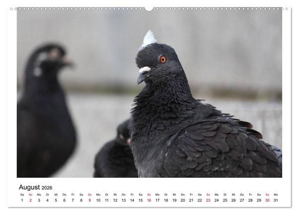 Produktbild: Geliebte Tauben (hochwertiger Premium Wandkalender 2026 DIN A2 quer), Kunstdruck in Hochglanz