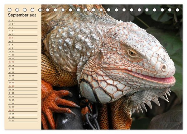Produktbild: Reptilien. Schlangen, Echsen und Co. (Tischkalender 2026 DIN A5 quer), CALVENDO Monatskalender