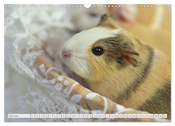 Produktbild: BABY Meerschweinchen Traumhaft s&uuml;&szlig; (Wandkalender 2026 DIN A3 quer), CALVENDO Monatskalender