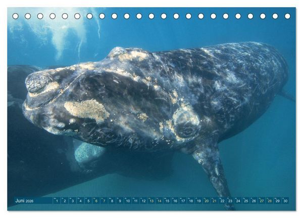 Produktbild: Wale: Giganten der Meere (Tischkalender 2026 DIN A5 quer), CALVENDO Monatskalender