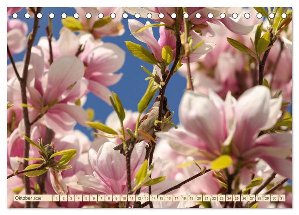 Produktbild: B&auml;ume, der Atem der Natur (Tischkalender 2026 DIN A5 quer), CALVENDO Monatskalender