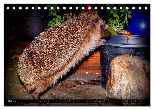 Produktbild: Meine Igel (Tischkalender 2026 DIN A5 quer), CALVENDO Monatskalender