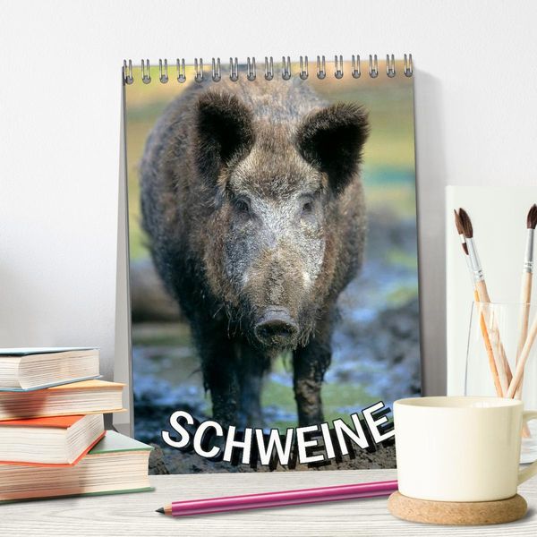 Produktbild: Schweine 2026 (Tischkalender 2026 DIN A5 hoch), CALVENDO Monatskalender
