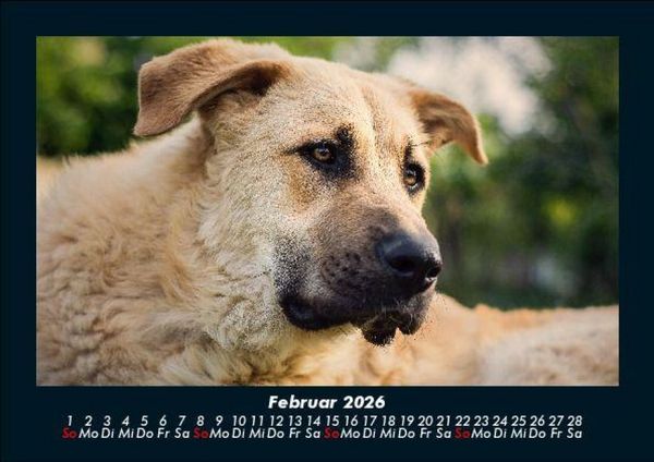 Produktbild: Hundezauber 2026 Fotokalender DIN A5