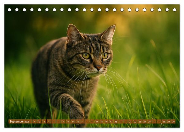 Produktbild: Katzenblicke &ndash; Eleganz und Anmut (Tischkalender 2026 DIN A5 quer), CALVENDO Monatskalender