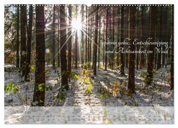 Produktbild: Shinrin yoku - Waldbaden 2026 (Wandkalender 2026 DIN A2 quer), CALVENDO Monatskalender