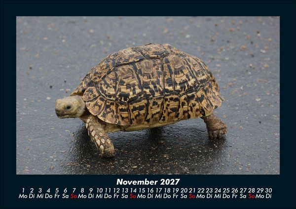 Produktbild: Schildkr&ouml;tenzauber 2027 Fotokalender DIN A5