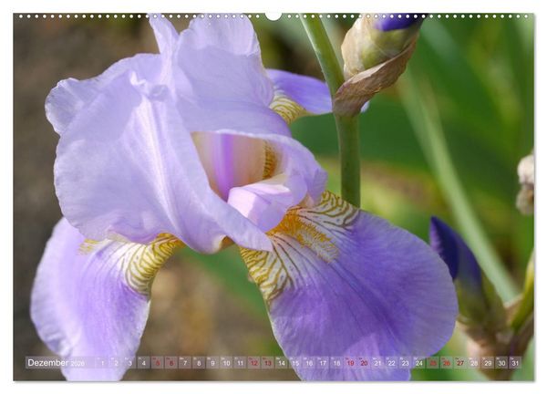 Produktbild: Iris - mond&auml;ne Gartensch&ouml;nheit (hochwertiger Premium Wandkalender 2026 DIN A2 quer), Kunstdruck in Hochglanz
