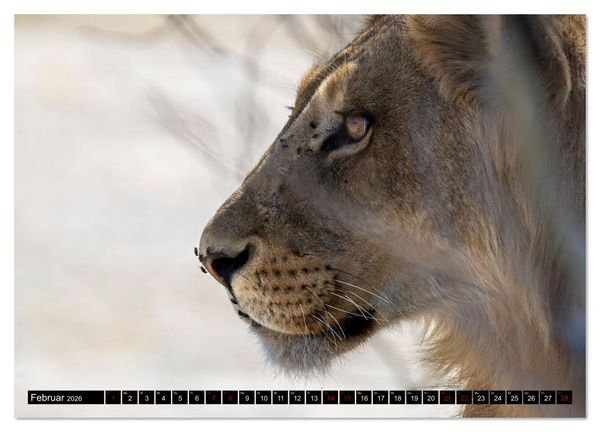 Produktbild: L&ouml;wen in Botswana und S&uuml;dafrika (Wandkalender 2026 DIN A3 quer), CALVENDO Monatskalender