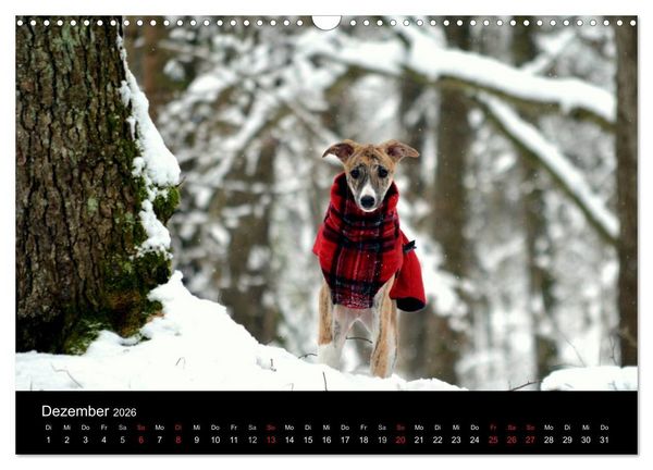 Produktbild: Whippet 2026 (Wandkalender 2026 DIN A3 quer), CALVENDO Monatskalender
