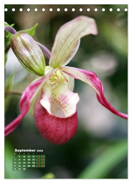 Produktbild: Orchideensch&auml;tze (Tischkalender 2026 DIN A5 hoch), CALVENDO Monatskalender