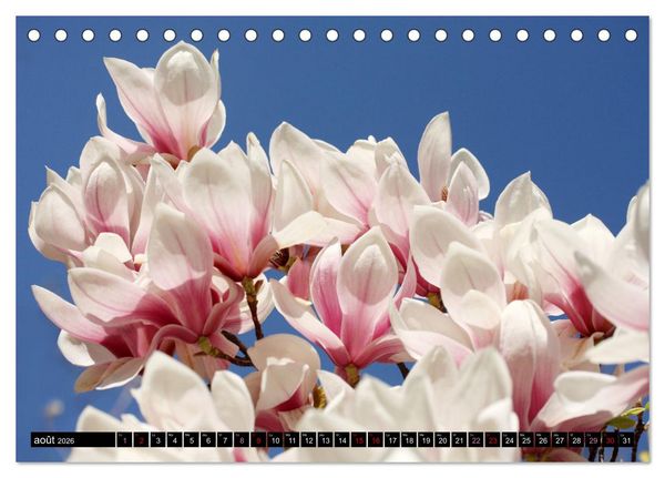 Produktbild: Magnolias en fleur (Calendrier de bureau 2026 DIN A5 vertical), CALVENDO calendrier mensuel