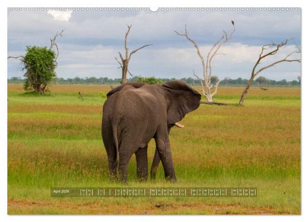 Produktbild: Abenteuer Botswana Afrika - Adventure Botswana (hochwertiger Premium Wandkalender 2026 DIN A2 quer), Kunstdruck in Hochglanz