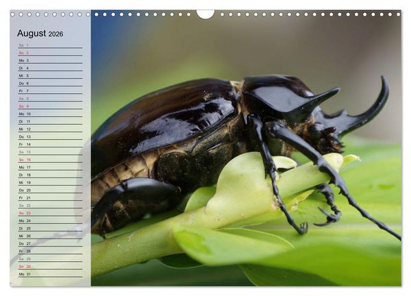 Produktbild: Die geheimnisvolle Welt der Insekten (Wandkalender 2026 DIN A3 quer), CALVENDO Monatskalender