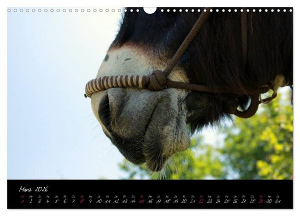 Produktbild: Esel - liebenswerte Langohren (Wandkalender 2026 DIN A3 quer), CALVENDO Monatskalender