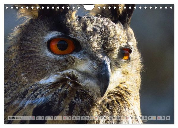 Produktbild: Majest&auml;tische Greifv&ouml;gel (Wandkalender 2026 DIN A4 quer), CALVENDO Monatskalender